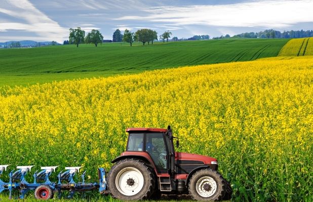 Цьогоріч в Україні очікується рекордний врожай ріпаку – 3,9 млн т
