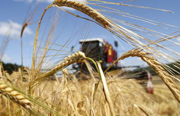 Урожай пшеницы на Херсонщине перевалил 1 млн тонн