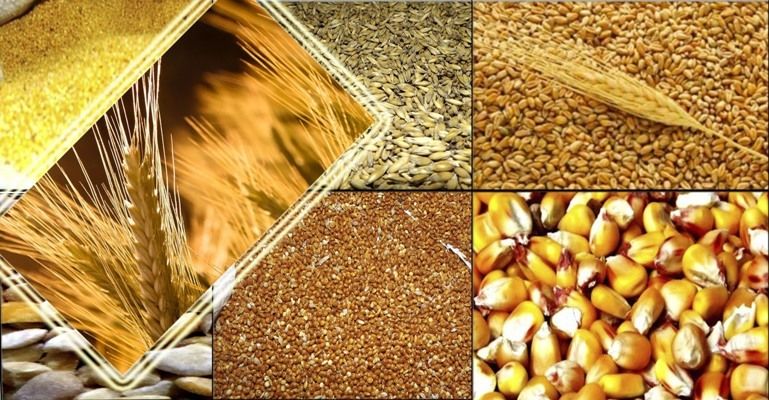 Как складывается ситуация на самом дорогом рынке фуражного зерна?