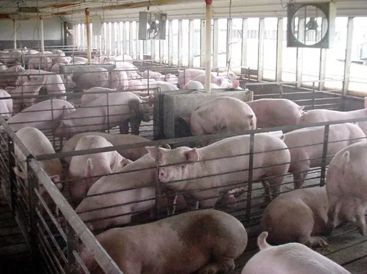 Украина имеет все возможности, чтобы стать мировым лидером по производству свинины