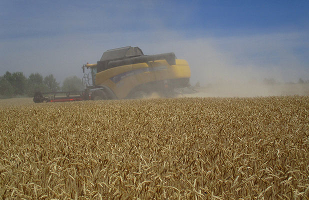 В AgroGeneration начался сбор озимой пшеницы