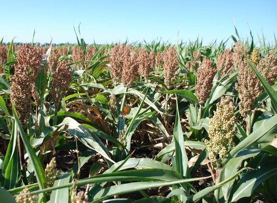 Сорго может заменить кукурузу в рационе домашних животных и птицы