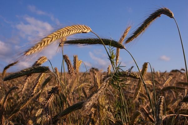 На Вінниччині замулило й змило 4,5 тис. га посівів зернових