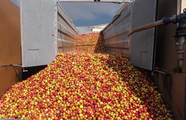 Украина снизила экспорт яблок