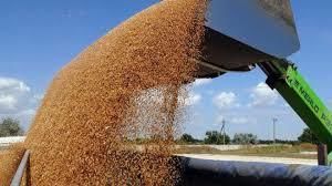 Украинские трейдеры выполнили пшеничный меморандум на 36,1%