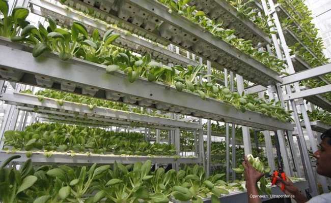 240 рослин на 1 кв. м: Туреччина втричі збільшує кількість вертикальних ферм