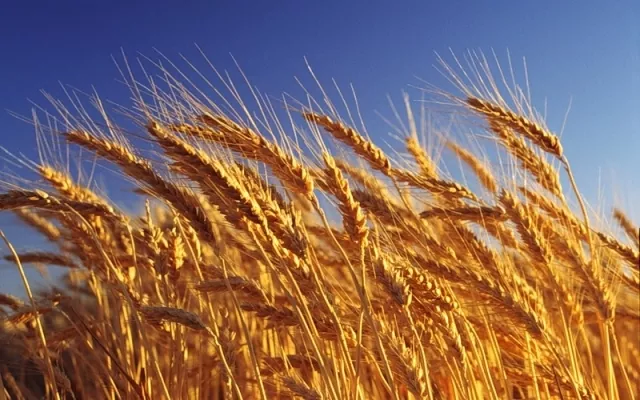 Бразилия готовится к рекордному урожаю зерна