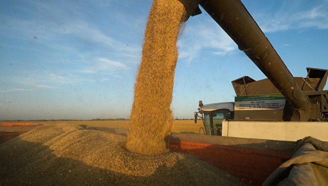 USDA снизил оценку производства пшеницы в России