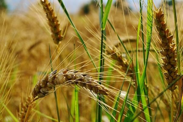 Пшеница ЕС: Париж разошелся с Чикаго в оценке октябрьского отчета USDA