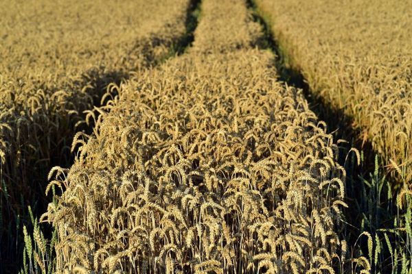 Австралия и Россия сделали мировой баланс пшеницы чуть более «бычьим» - USDA