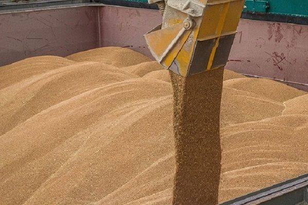 Украина в 2016/17 МГ экспортирует 15,5 млн т пшеницы