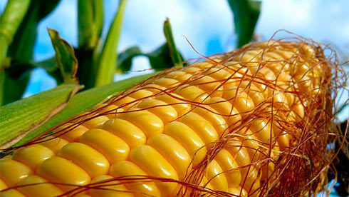USDA повысил прогноз мирового экспорта кукурузы