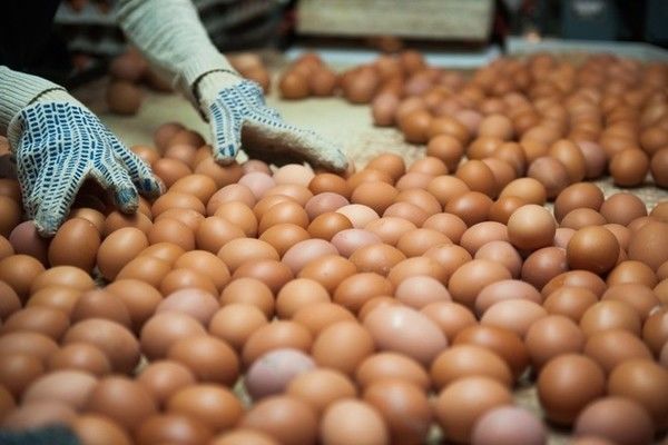 Производство яиц в Украине увеличилось на 3,1%