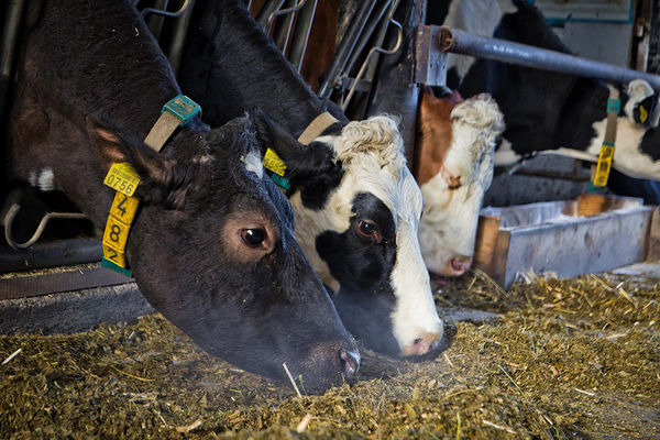 Названы крупнейшие предприятия отрасли молочного скотоводства Тернопольщины
