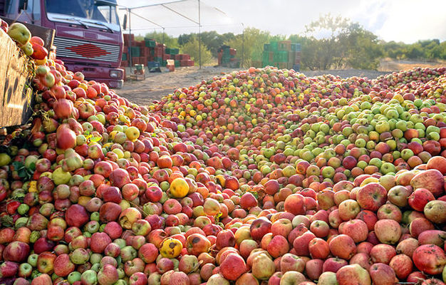 Слабо переможцям: у 2019 році Україну очікує низький урожай яблук