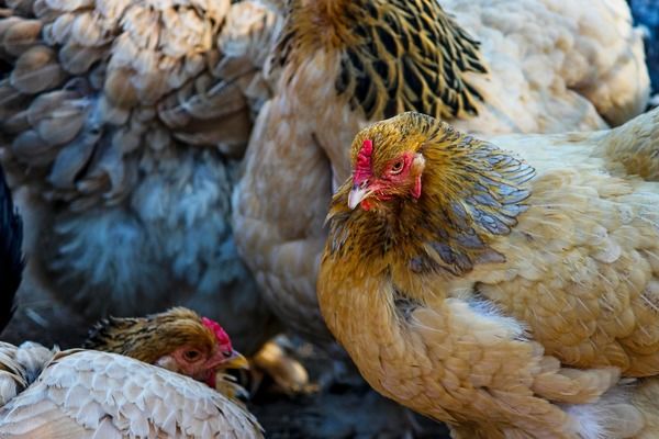 Новини компаній: МХП збільшила виробництво курятини на 17%