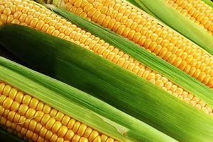 Експортні ціни на українську кукурудзу невпинно зростають