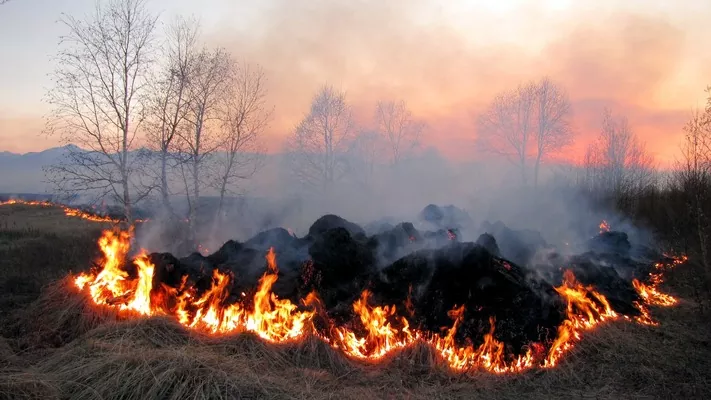 На Харківщині згоріло ячмінне поле