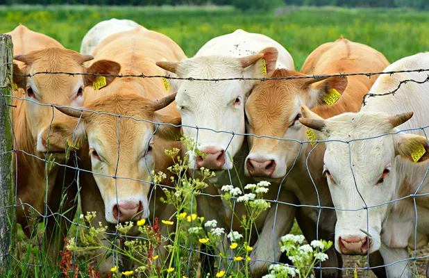 Промышленное поголовье коров за месяц сократилось почти на 5%