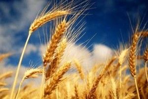 В США зібрали майже 70% врожаю озимої пшениці