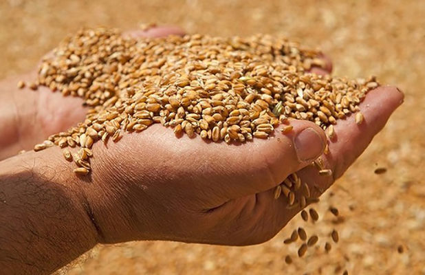 В ЕС снизили прогноз производства пшеницы, ячменя и рапса