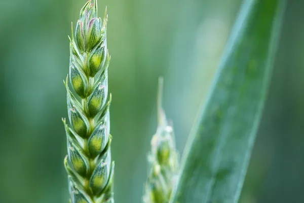 BASF планує вивести на ринок вісім сортів насіння пшениці