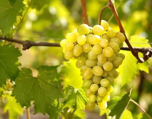 Аграрії Вінниччини планують збільшувати площі під виноградниками