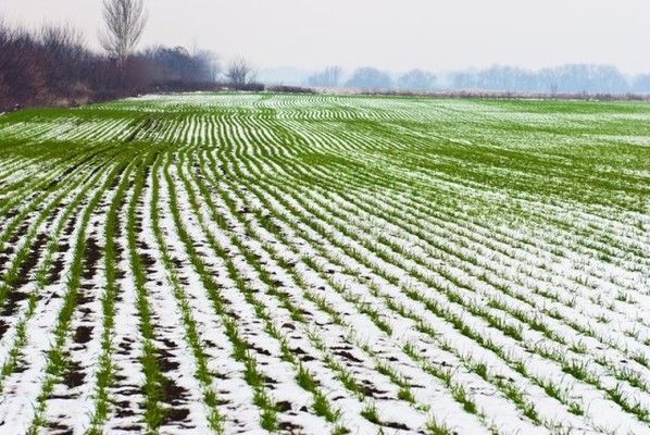Урожайність озимої пшениці в «Астарті» на 5% нижче очікуваної