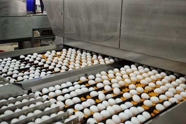 Украина за январь-март экспортировала 13 тыс. т яиц