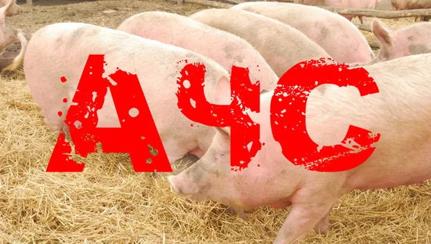 Одесская область потеряла 100 свиноферм из-за АЧС