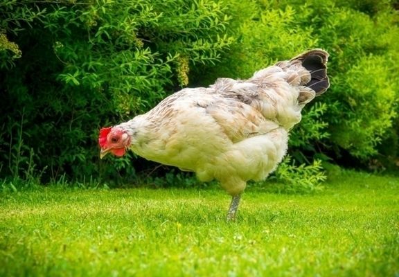 Украина отправила за границу курятины на $300 млн
