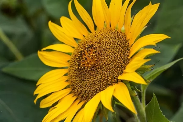 Бучачагрохлибпром увеличил посев подсолнечника в 2 раза