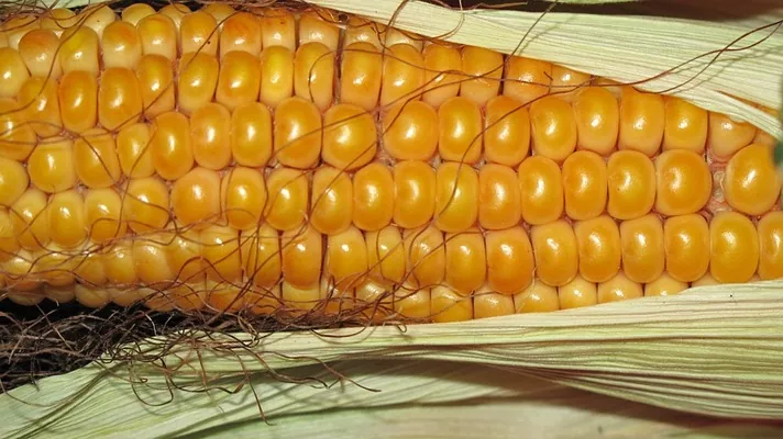 USDA завищили прогноз врожаю української кукурудзи