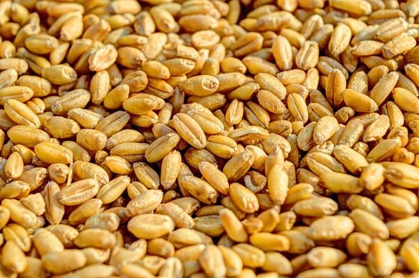 «Укрзалізниця» збільшила середньодобове навантаження зерновозів на 12,5%