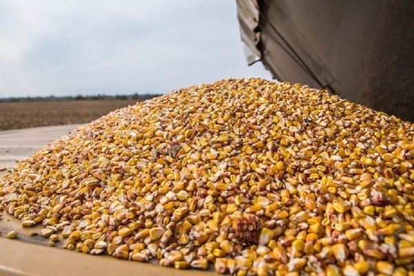 Украина в марте увеличила экспорт кукурузы на 73%