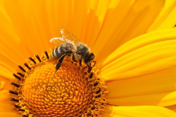У Бразилії за три місяці загинули 500 млн бджіл