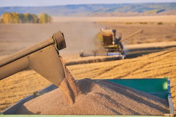 В Аргентині та Бразилії зберуть 200 млн тонн зернових