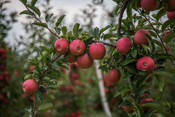 В Украине не ожидаются серьезные потери урожая яблок из-за непогоды
