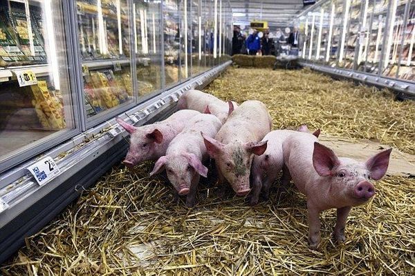 Поголовье свиней из зоны АЧС разрешат перерабатывать в мясо