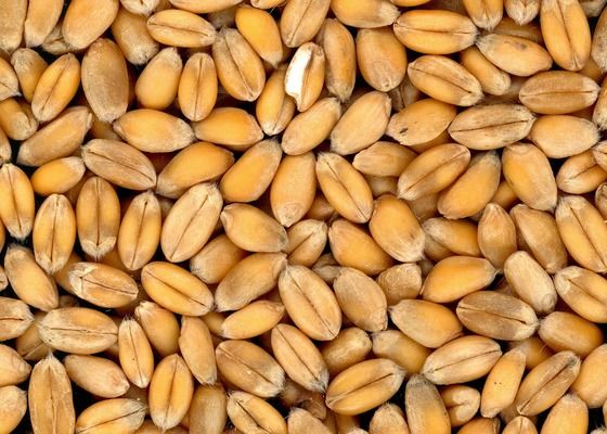 Термінал «Укртрансагро» встановив рекорд з експорту зерна