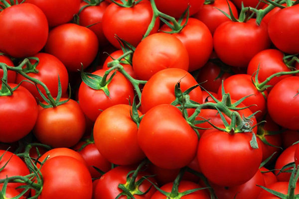 Украина за январь-март импортировала 11 тыс. т помидоров
