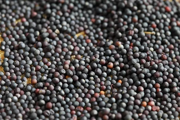 Семена рапса в портах Украины подорожали на $10 за т