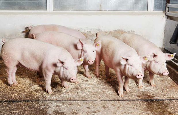 Галичина-Запад уже уничтожила 72,5 тыс. свиней