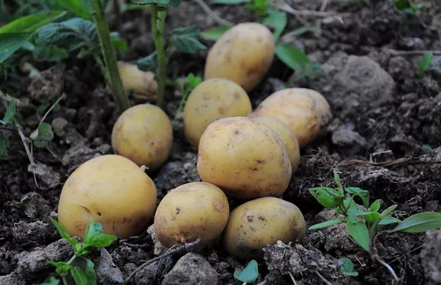 Украина закупает картофель у Беларуси в разгар уборки