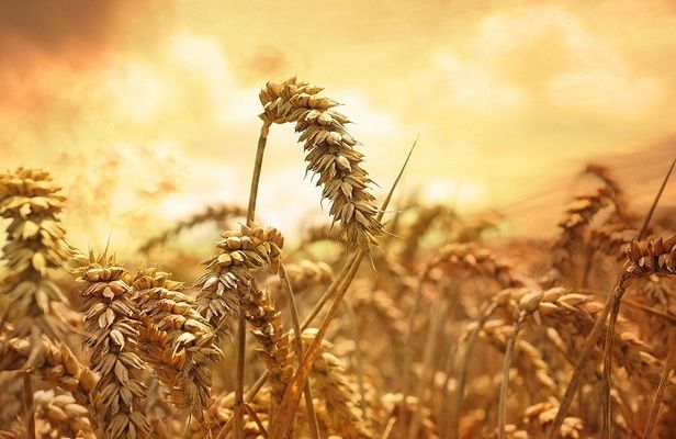 Из Украины на экспорт доминирует пшеница