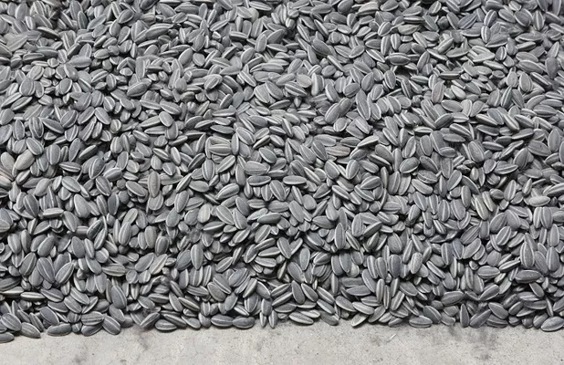 Цены на подсолнечник продолжают падать