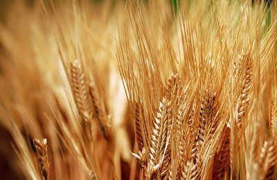 Аграрии намолотили 40,4 млн тонн зерна