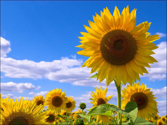 Виробництво соняшнику в Україні та світі зросло