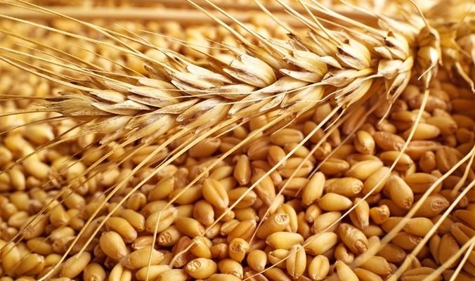 Луганская компания планирует выпуск семян