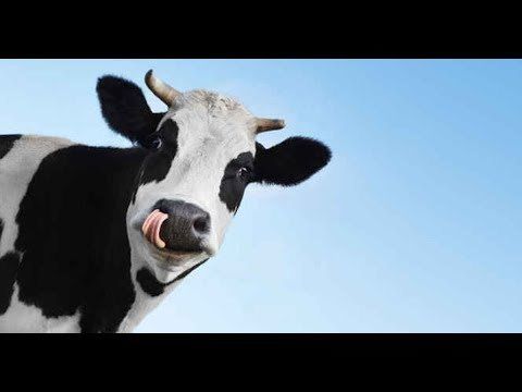 Життя щасливих корів — підприємство на Вінничині дбає про своє поголів’я 
